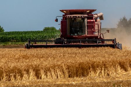 Wheat Harvest, combine in a corn field