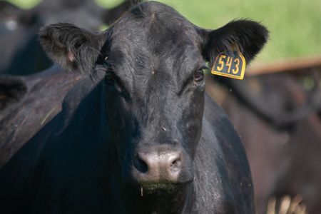 a black cow looking at the camera